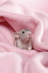 dumbo rat