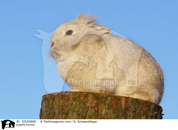 Zwergkaninchen / pygmy bunny / SS-00888