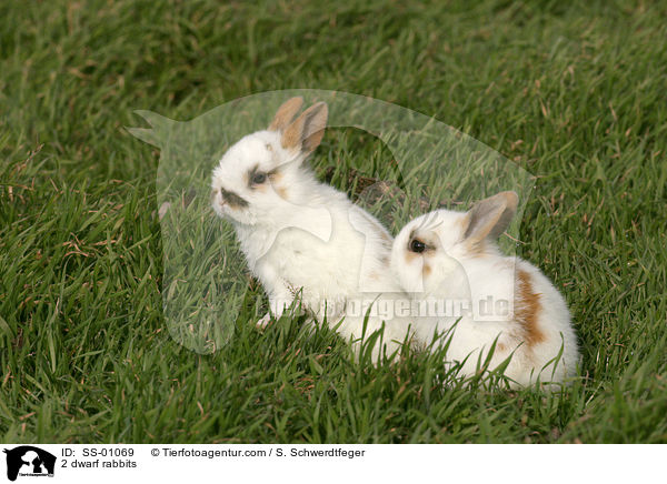 2 Zwergkaninchen / 2 dwarf rabbits / SS-01069