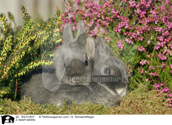 2 Zwergkaninchen / 2 dwarf rabbits / SS-01607