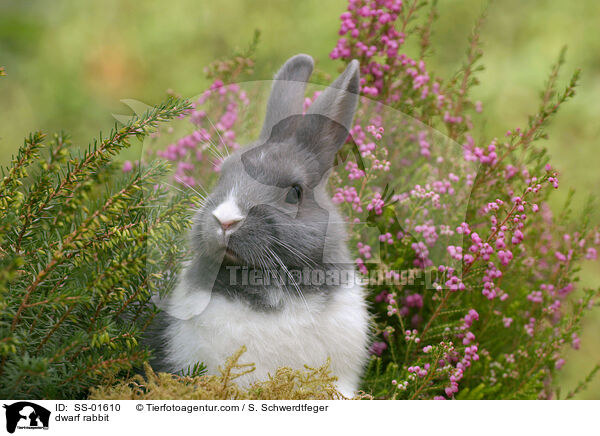 Zwergkaninchen / dwarf rabbit / SS-01610