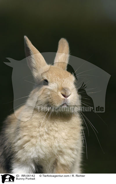 Zwergkaninchen / Bunny Portrait / RR-06142