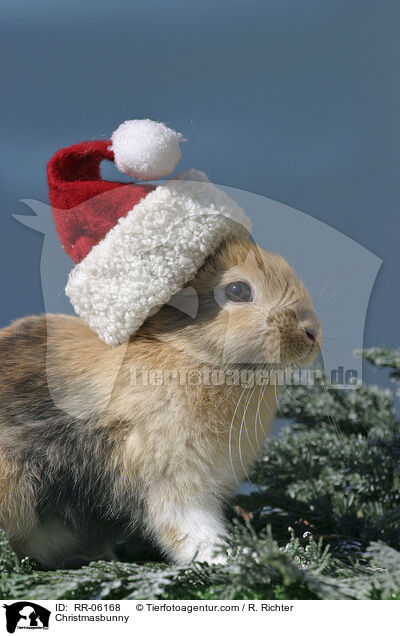 Weihnachtshase / Christmasbunny / RR-06168