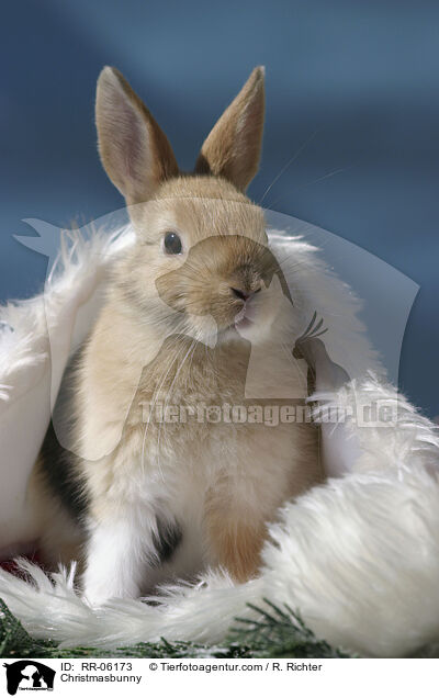 Weihnachtshase / Christmasbunny / RR-06173