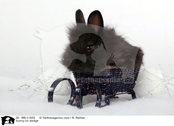 Kaninchen im Schlitten / bunny on sledge / RR-11955