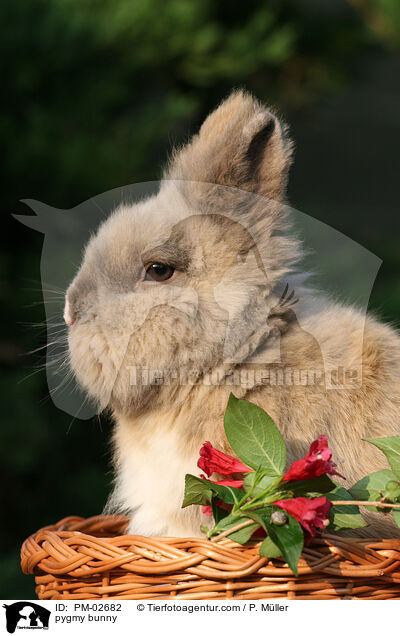 Zwergkaninchen / pygmy bunny / PM-02682