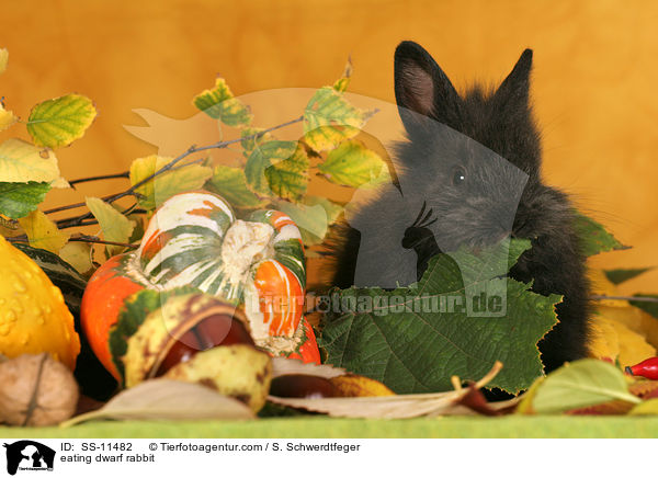 eating dwarf rabbit / SS-11482