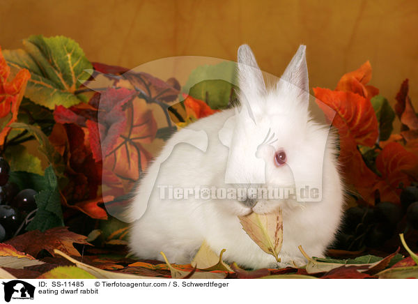 eating dwarf rabbit / SS-11485