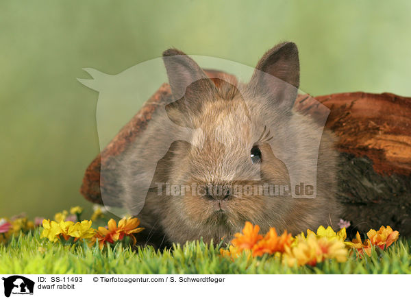 Zwergkaninchen / dwarf rabbit / SS-11493