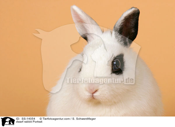 Zwergkaninchen Portrait / dwarf rabbit Portrait / SS-14054