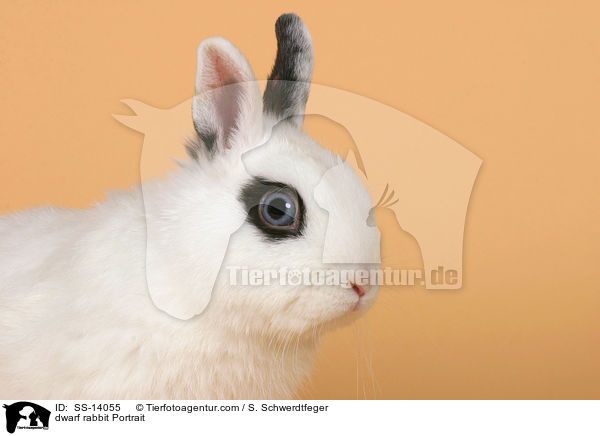 Zwergkaninchen Portrait / dwarf rabbit Portrait / SS-14055