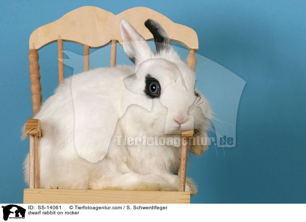 Zwergkaninchen auf Schaukelstuhl / dwarf rabbit on rocker / SS-14061