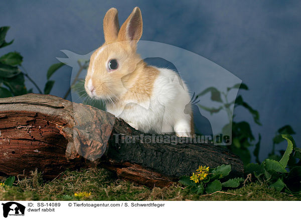 Zwergkaninchen / dwarf rabbit / SS-14089