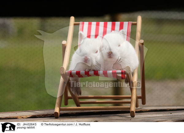 Zwergkaninchen / young rabbit / JH-02643