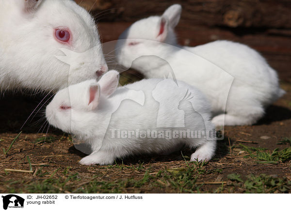 Zwergkaninchen / young rabbit / JH-02652