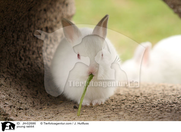 Zwergkaninchen / young rabbit / JH-02686