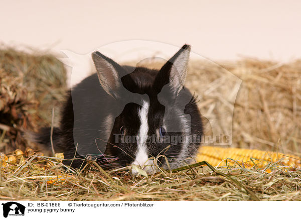 junges Zwergkaninchen / young pygmy bunny / BS-01866