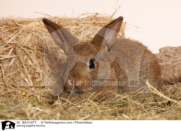 junges Zwergkaninchen / young pygmy bunny / BS-01877