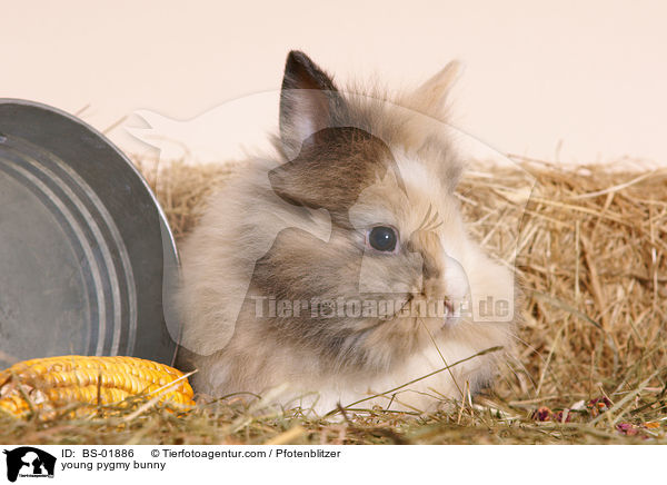 junges Zwergkaninchen / young pygmy bunny / BS-01886