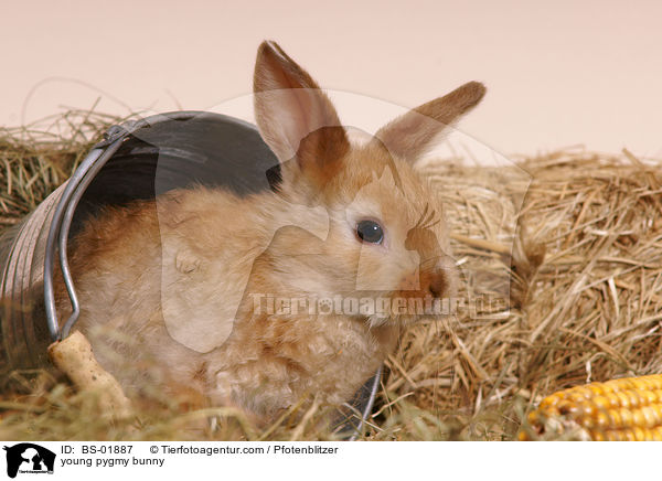 junges Zwergkaninchen / young pygmy bunny / BS-01887