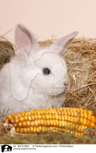 junges Zwergkaninchen / young pygmy bunny / BS-01892