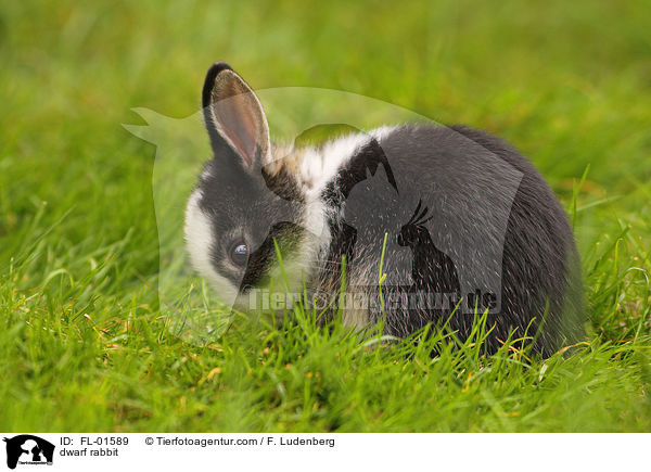 Zwergkaninchen / dwarf rabbit / FL-01589