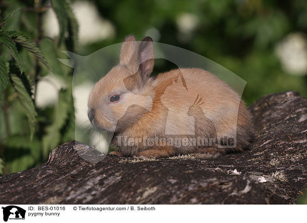 Zwergkaninchen / pygmy bunny / BES-01016