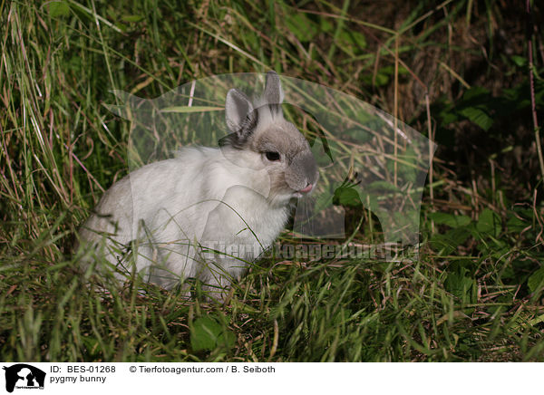 Zwergkaninchen / pygmy bunny / BES-01268