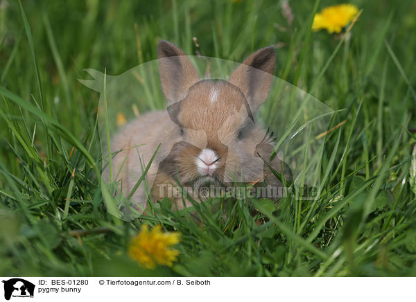 Zwergkaninchen / pygmy bunny / BES-01280