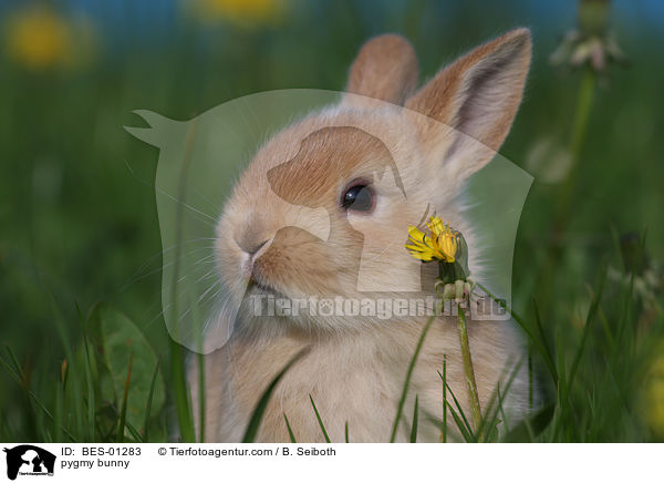 Zwergkaninchen / pygmy bunny / BES-01283