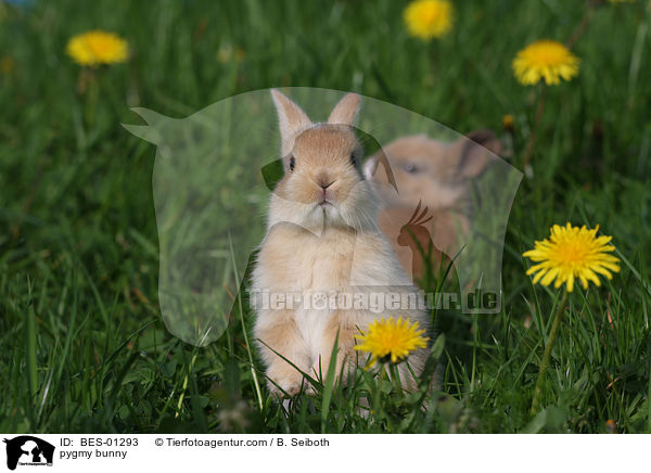 Zwergkaninchen / pygmy bunny / BES-01293