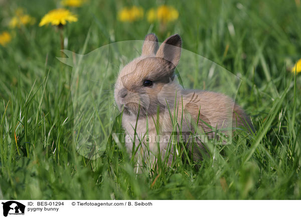 Zwergkaninchen / pygmy bunny / BES-01294