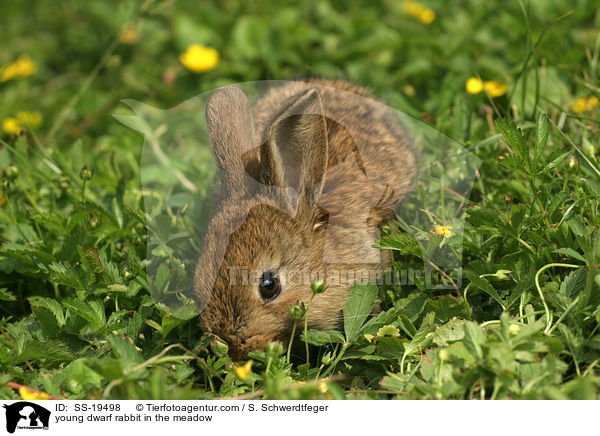 young dwarf rabbit in the meadow / SS-19498