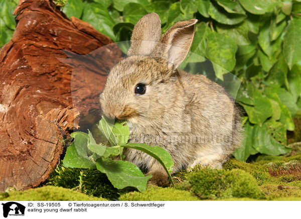 eating young dwarf rabbit / SS-19505