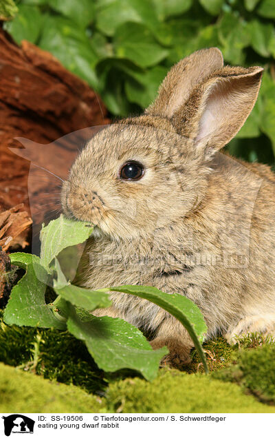 eating young dwarf rabbit / SS-19506