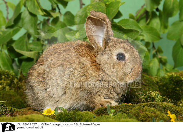 junges Zwergkaninchen / young dwarf rabbit / SS-19527