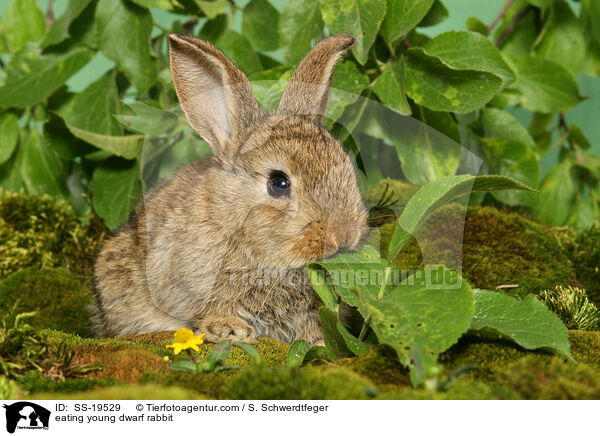 eating young dwarf rabbit / SS-19529