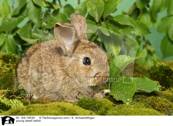 junges Zwergkaninchen / young dwarf rabbit / SS-19530