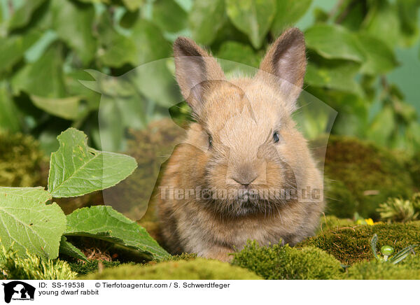 junges Zwergkaninchen / young dwarf rabbit / SS-19538