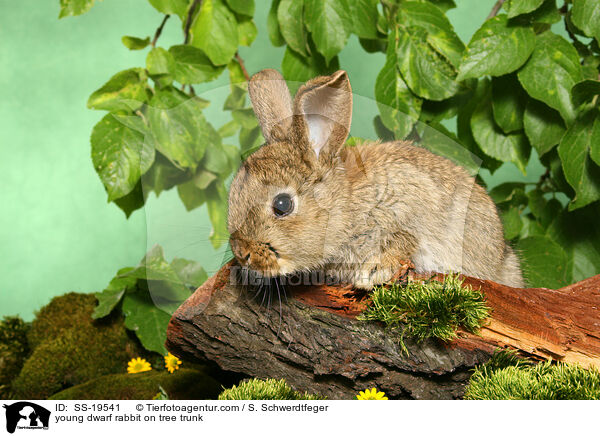 junges Zwergkaninchen / young dwarf rabbit / SS-19541