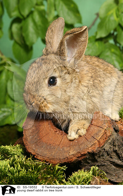 junges Zwergkaninchen / young dwarf rabbit / SS-19552