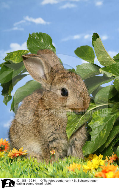 eating young dwarf rabbit / SS-19584