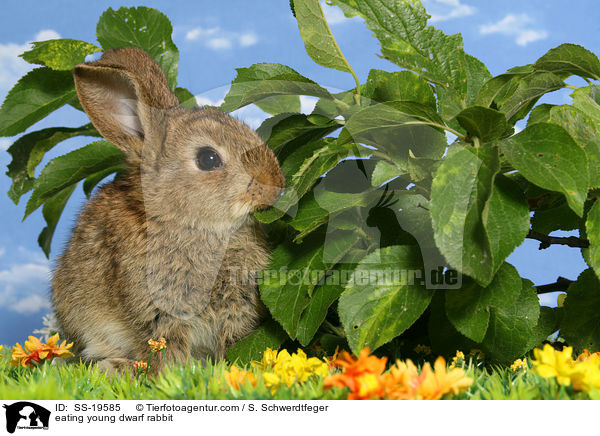 eating young dwarf rabbit / SS-19585