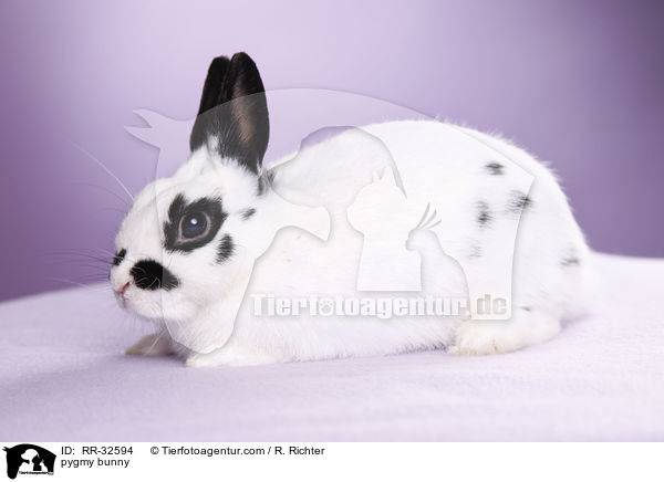 Zwergkaninchen / pygmy bunny / RR-32594