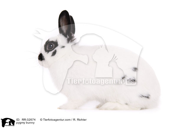 Zwergkaninchen / pygmy bunny / RR-32674