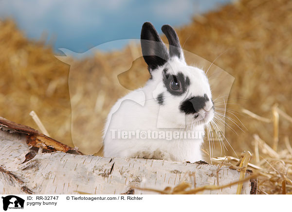 Zwergkaninchen / pygmy bunny / RR-32747