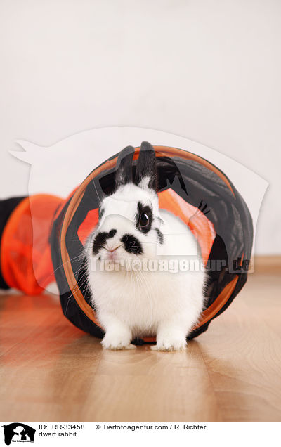 Zwergkaninchen / dwarf rabbit / RR-33458