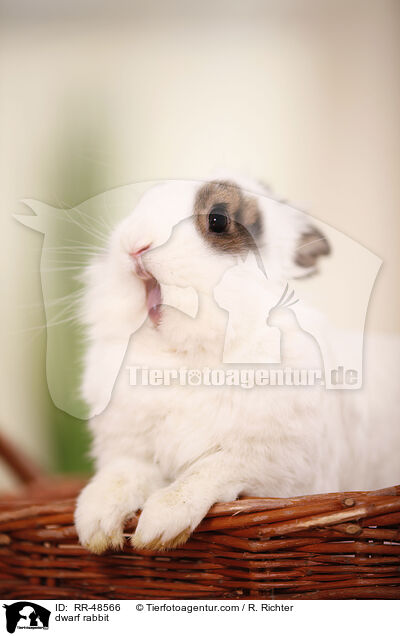 Zwergkaninchen / dwarf rabbit / RR-48566