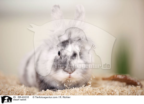 Zwergkaninchen / dwarf rabbit / RR-49335