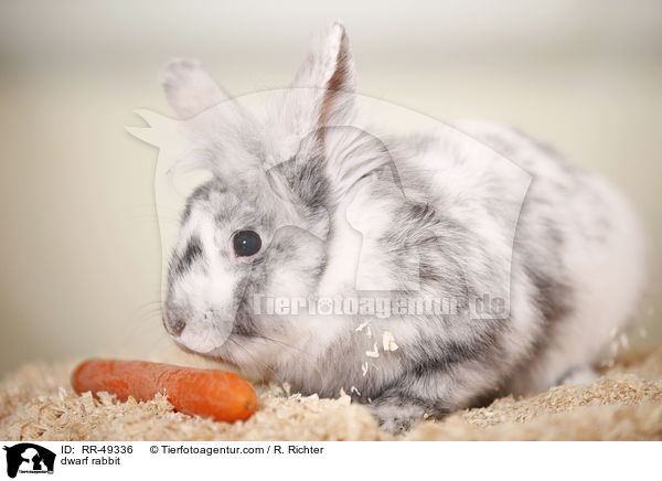 Zwergkaninchen / dwarf rabbit / RR-49336